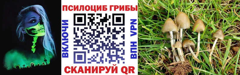 Купить закладки  Алзамай  Псилоцибиновые грибы MAGIC MUSHROOMS 